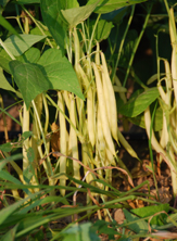 Yellow Beans prefect for picking at the Tree Farm